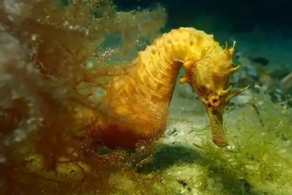 为什么海马是爸爸生孩子,是因为爸爸具有育儿囊