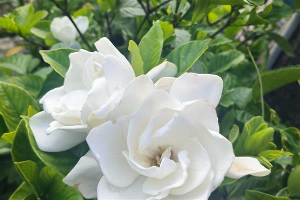 栀子花为什么出现黄叶，可能是缺光、缺水等因素所致