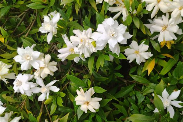 栀子花为什么出现黄叶，可能是缺光、缺水等因素所致