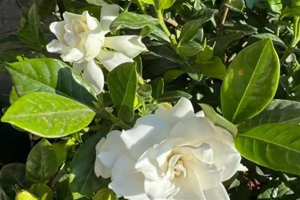 栀子花为什么出现黄叶，可能是缺光、缺水等因素所致