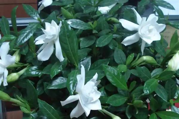 栀子花为什么出现黄叶，可能是缺光、缺水等因素所致