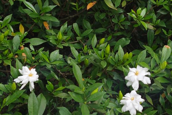 栀子花为什么出现黄叶，可能是缺光、缺水等因素所致