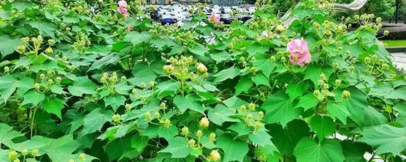 芙蓉花长虫子怎么解决，剪除受害的叶片并喷施杀虫剂