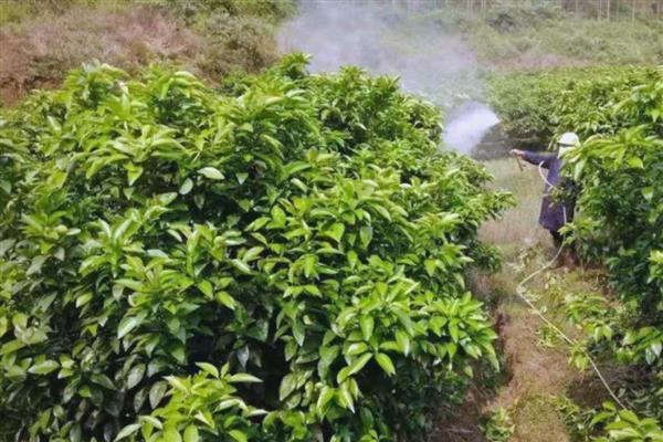 对作物补充硼肥的方法,主要有以下3种使用方式