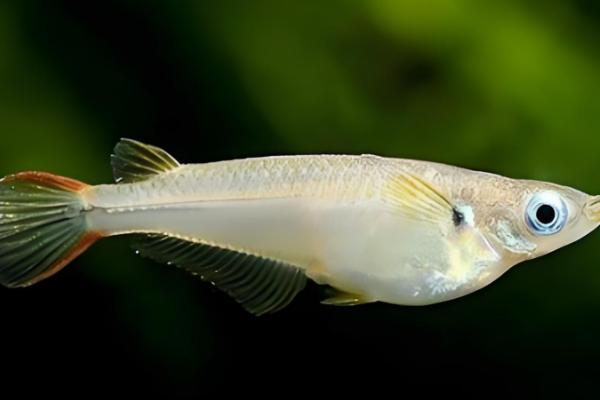 青鳉鱼吃不吃小鱼,会将本种的小鱼当作食物