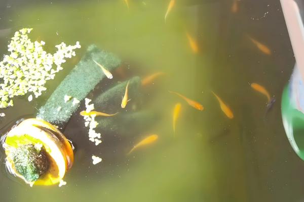 青鳉鱼吃不吃小鱼,会将本种的小鱼当作食物