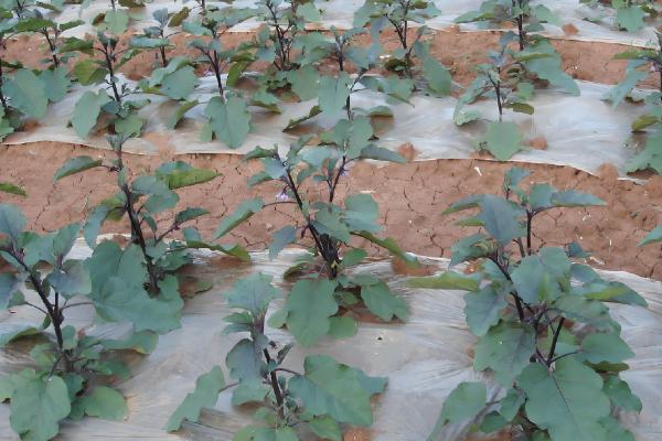 茄子的种植技术,基肥一般以腐熟的农家肥为主