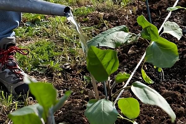 茄子的种植技术,基肥一般以腐熟的农家肥为主