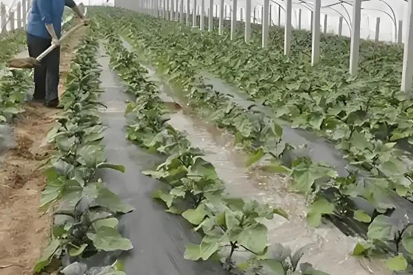 茄子的种植技术,基肥一般以腐熟的农家肥为主