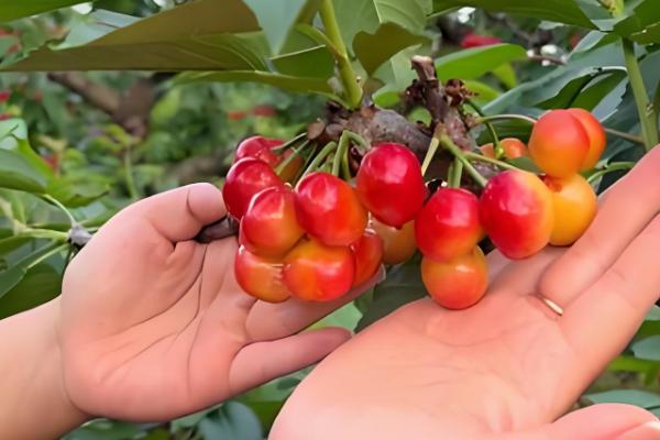 雷尼大樱桃的特点,平均单果重量在8-12克