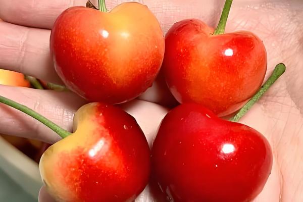 雷尼大樱桃的特点,平均单果重量在8-12克