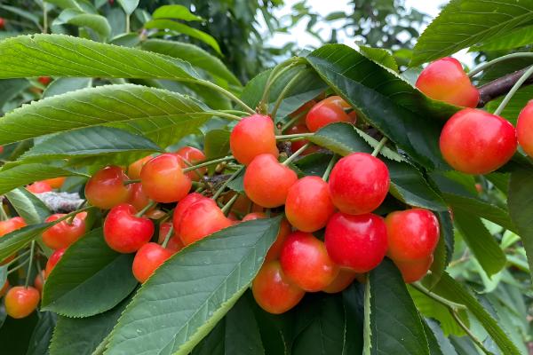 雷尼大樱桃的特点,平均单果重量在8-12克