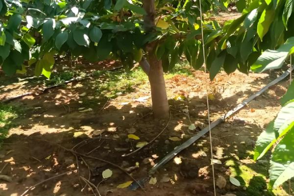 雷尼大樱桃的特点,平均单果重量在8-12克