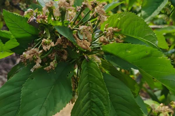 雷尼大樱桃的特点,平均单果重量在8-12克