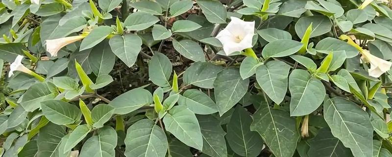 曼陀罗有什么寓意，代表纯洁纯净、恐怖神秘等含义