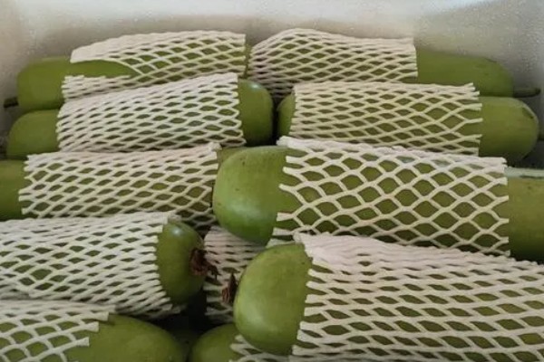 蒲瓜可以保存多久，放入冰箱可以保存3-5天