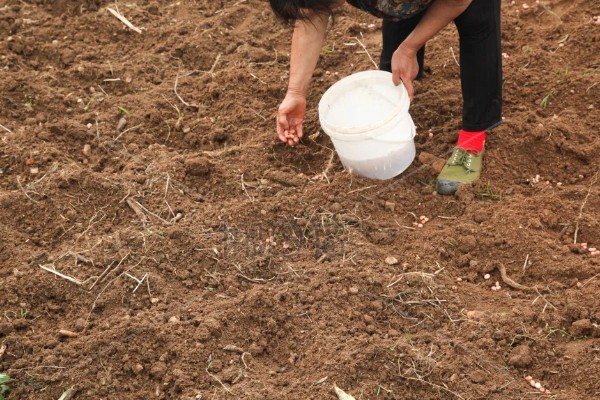 蒲瓜可以保存多久，放入冰箱可以保存3-5天