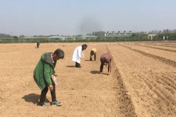 蒲瓜可以保存多久，放入冰箱可以保存3-5天