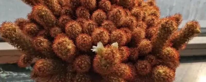 金手指会开花吗，金手指是开花植物