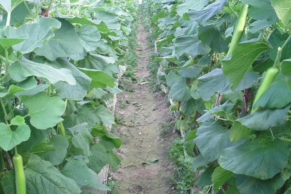 蒲瓜可以保存多久，放入冰箱可以保存3-5天