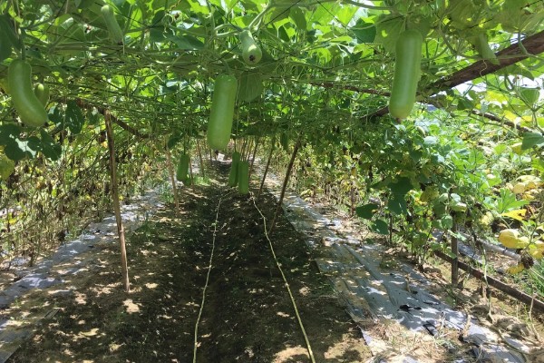 蒲瓜可以保存多久，放入冰箱可以保存3-5天