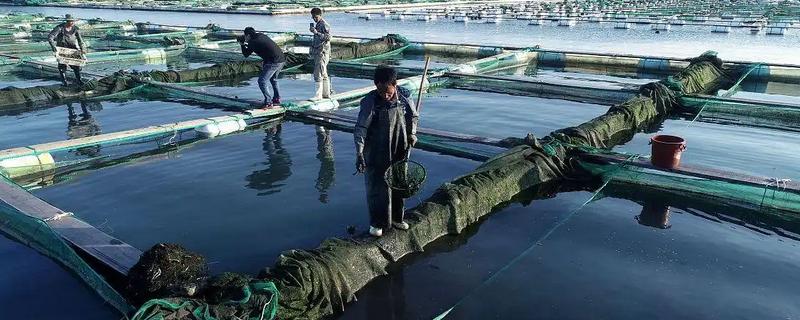 基围虾的养殖要求，要求pH值在7.0-8.0