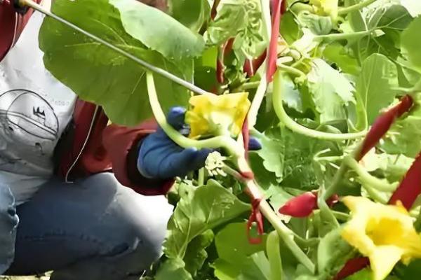 南瓜斑点病的危害症状,主要危害叶片和花轴