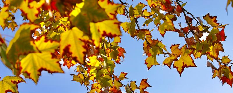 哪些树的叶片会变黄，常见银杏树、榆树等品种