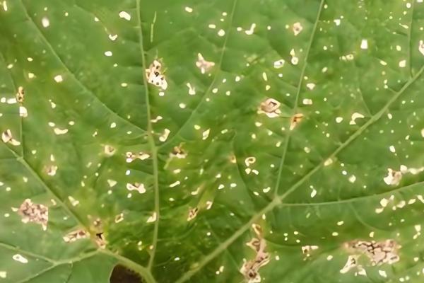 南瓜斑点病的危害症状,主要危害叶片和花轴