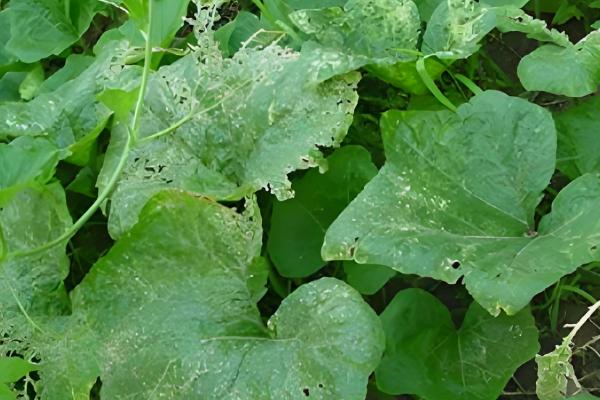 南瓜斑点病的危害症状,主要危害叶片和花轴