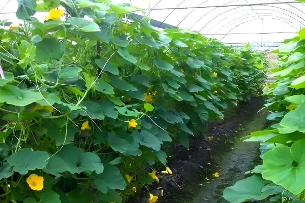 南瓜斑点病的危害症状,主要危害叶片和花轴