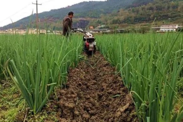 香葱如何种植，要不定期的进行松土处理