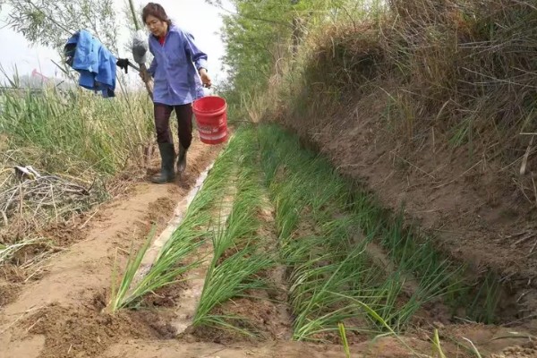香葱如何种植，要不定期的进行松土处理