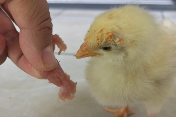 小鸡啄毛的原因，可能是饲养密度高所致