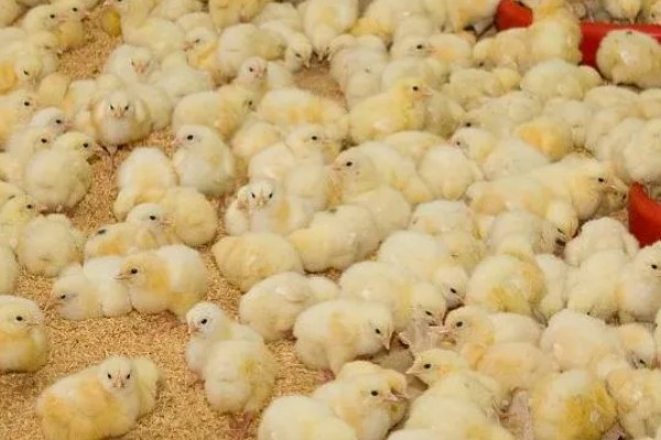 小鸡啄毛的原因，可能是饲养密度高所致