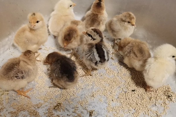 小鸡啄毛的原因，可能是饲养密度高所致