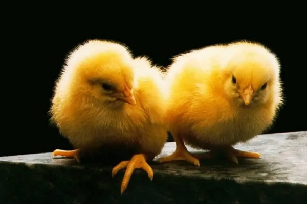 小鸡啄毛的原因，可能是饲养密度高所致