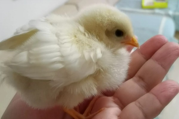 小鸡啄毛的原因，可能是饲养密度高所致