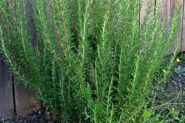 迷迭香是哪种植物，属于灌木植物