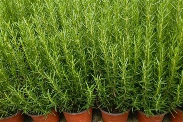 迷迭香是哪种植物，属于灌木植物