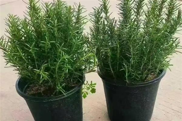 迷迭香是哪种植物，属于灌木植物