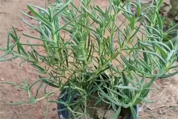 迷迭香是哪种植物，属于灌木植物