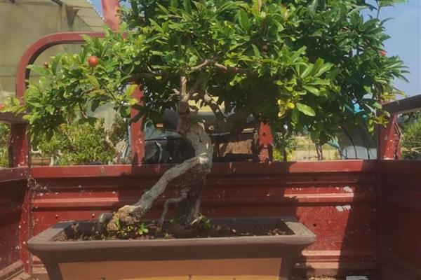 盆栽石榴冬天能不休眠吗，生长温度在10℃以上就不会冬眠