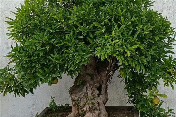 盆栽石榴冬天能不休眠吗，生长温度在10℃以上就不会冬眠