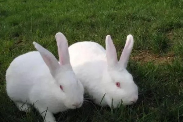 肉兔怎么配种，将公兔和母兔放在笼中会自然交配