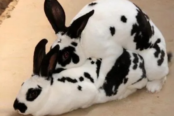 肉兔怎么配种，将公兔和母兔放在笼中会自然交配