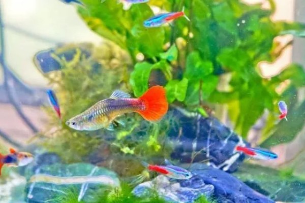 孔雀鱼喜欢酸性水还是碱性水,喜欢弱碱性的硬水