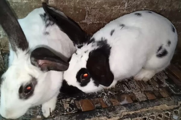 肉兔怎么配种，将公兔和母兔放在笼中会自然交配