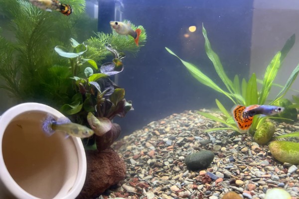 孔雀鱼喜欢酸性水还是碱性水,喜欢弱碱性的硬水