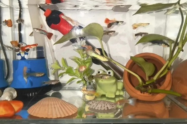 孔雀鱼喜欢酸性水还是碱性水,喜欢弱碱性的硬水